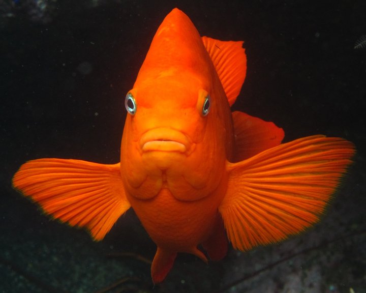 Etiam commodo convallis